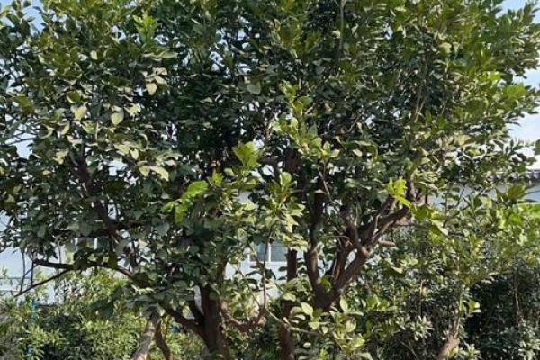 房子屋顶能种柚子树吗风水 房子屋顶能种柚子树吗风水