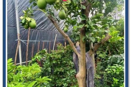 房子屋顶能种柚子树吗风水