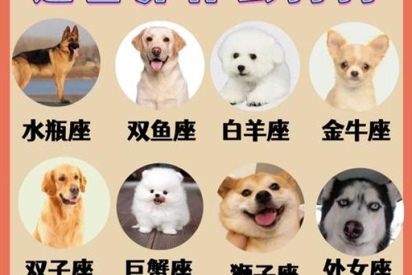 十二星座适合养什么特殊宠物狗 十二星座适合养什么特殊宠物狗
