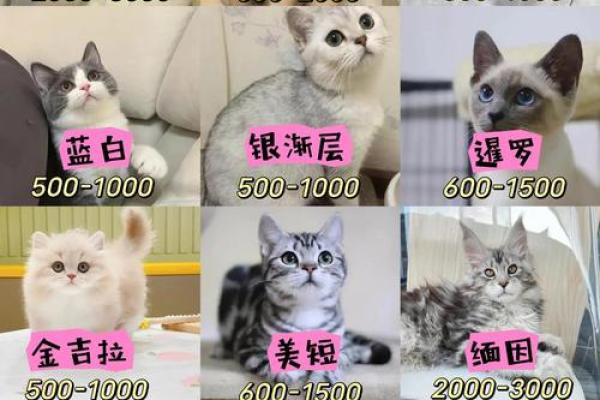 家里可以养新猫吗吉凶测试 家里可以养新猫吗吉凶测试