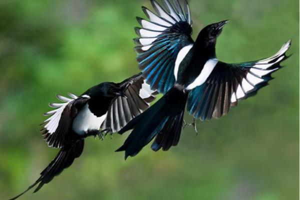 看到喜鹊为什么不吉利风水观点