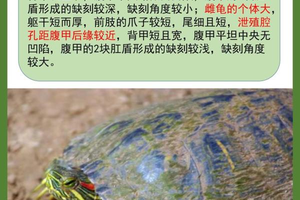 住宅养龟风水禁忌有什么说法作用 住宅养龟风水禁忌有什么说法作用