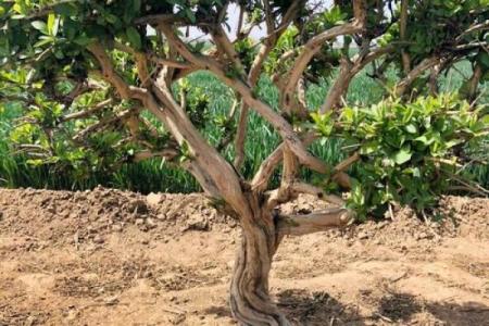 北方庭院十大吉祥之树风水树