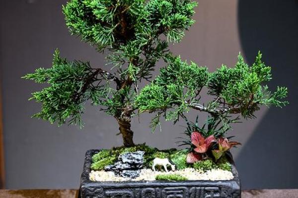 公司风水_办公室摆放迎客松盆景什么位置更佳