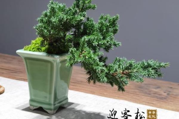 公司风水_办公室摆放迎客松盆景什么位置更佳