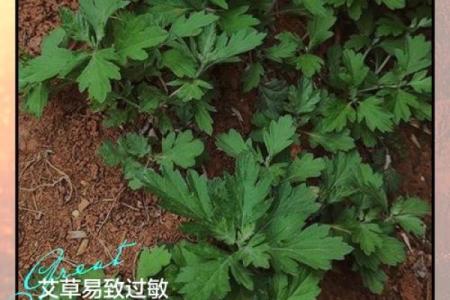 为什么艾草不能送人有什么风水说法