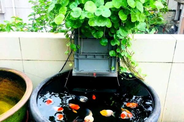 楼顶养鱼 风水 楼顶养鱼 风水