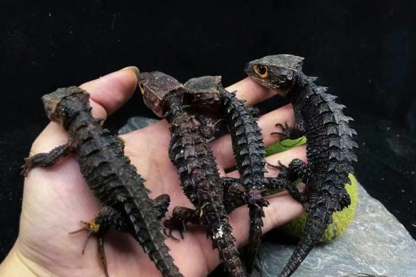 适合十二星座的蜥蜴 适合十二星座的蜥蜴