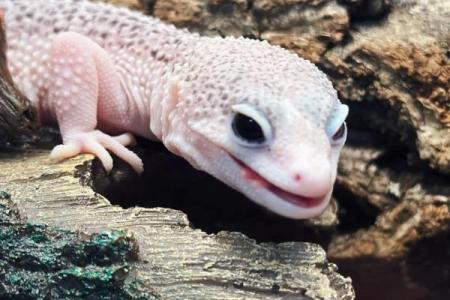 适合十二星座的蜥蜴