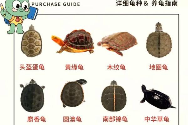 办公室养龟有什么风水说法讲究 办公室养龟有什么风水说法讲究