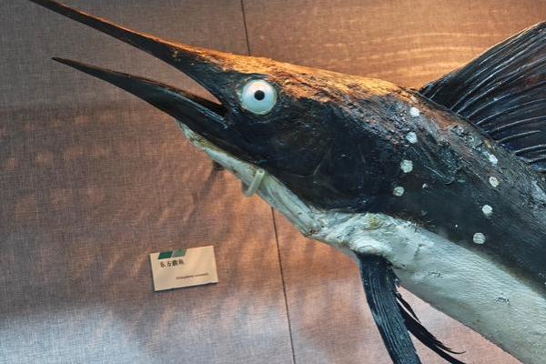 蓝鲨没腮风水 蓝鲨没腮风水