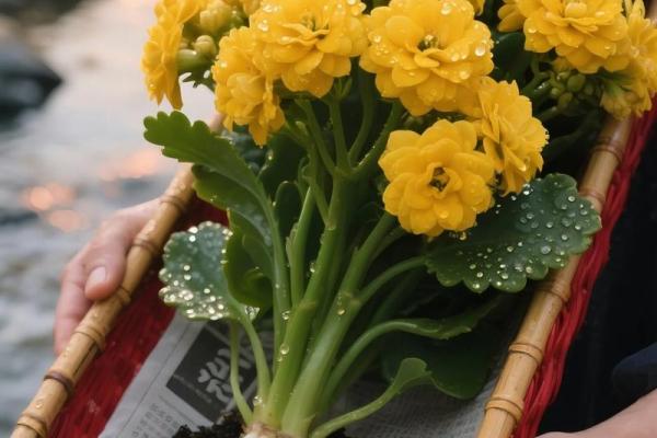 花放窗台风水 花放窗台风水