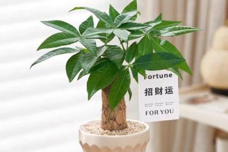 风水学用什么植物打扫房子