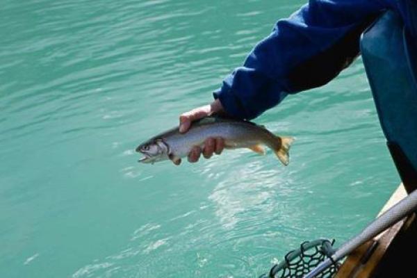 梦见把鱼送给算命先生吃