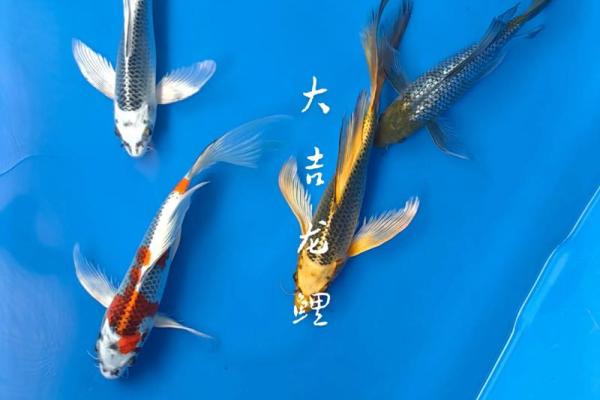 锦鲤鱼混养风水
