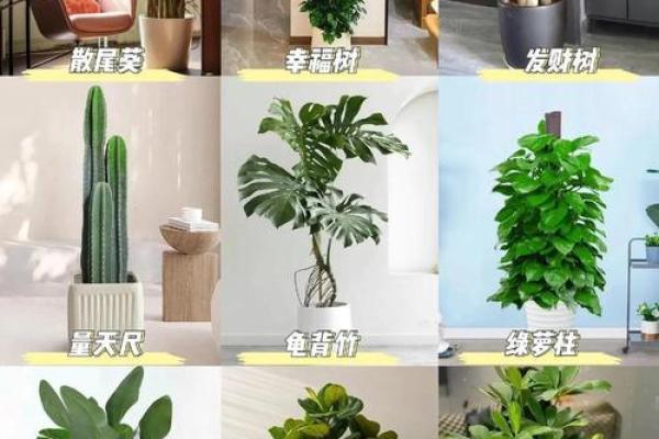 风水五行缺土怎么补土最旺摆放植物可以吗