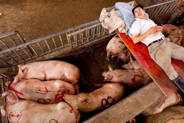 农村猪圈风水 农村猪圈风水布局 农村猪圈风水 农村猪圈风水布局