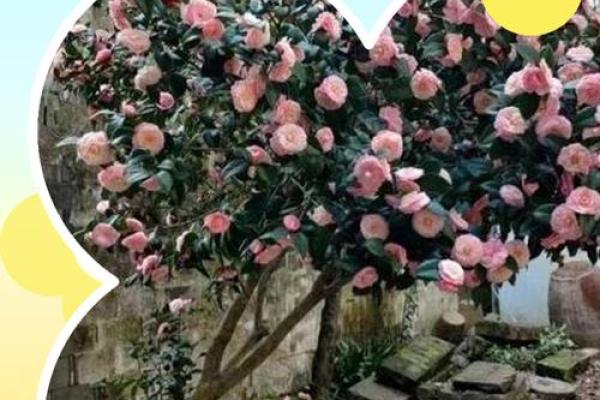 种茶花的风水 种茶花的风水