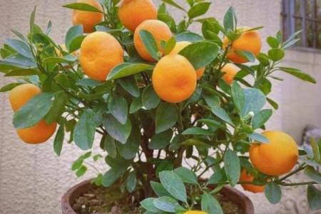 家里种金桔不吉利吗风水观点