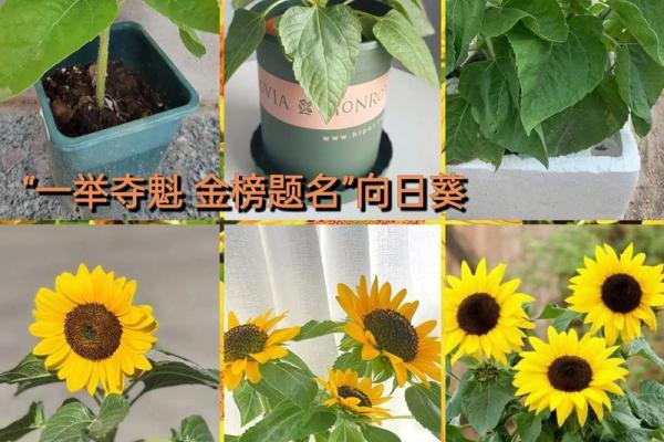 3月5日生日花语:绿菟葵,3月5日是什么星座? 3月5日生日花语:绿菟葵,3月5日是什么星座?