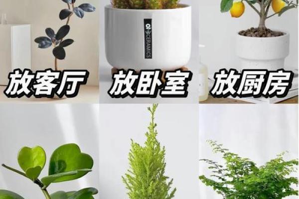 简单的风水改运，绿植摆放指南