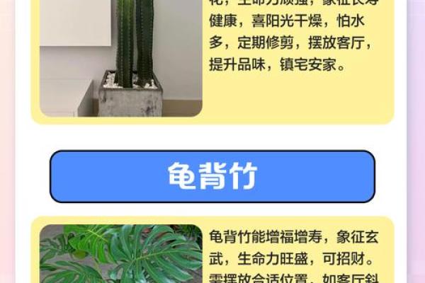 简单的风水改运，绿植摆放指南