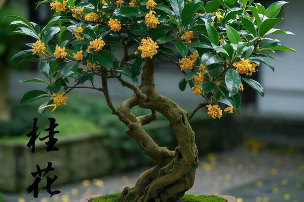 庭院种什么树风水好又旺财旺宅