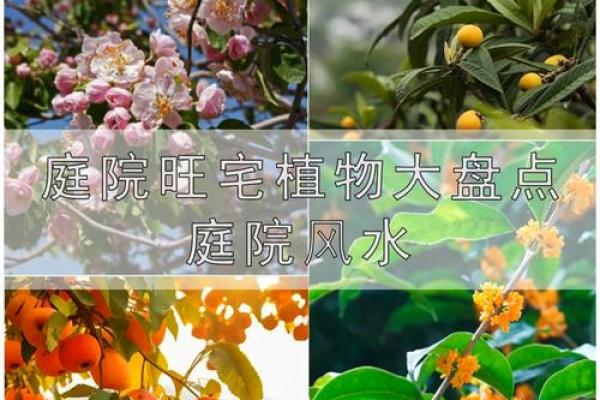 庭院种什么树风水好又旺财旺宅