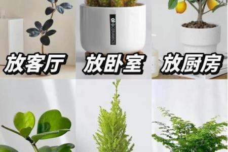简单的风水改运，绿植摆放指南