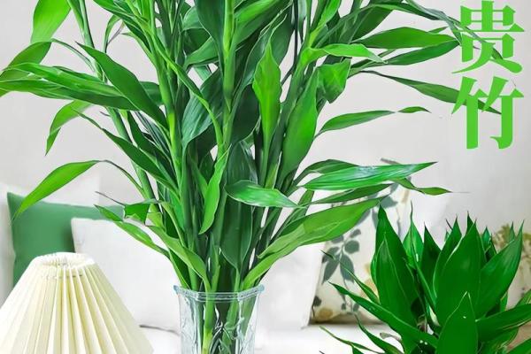 风水上富贵竹养多少颗比较旺财 风水上富贵竹养多少颗比较旺财