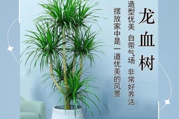 龙血树的寓意与风水作用 龙血树的寓意与风水作用