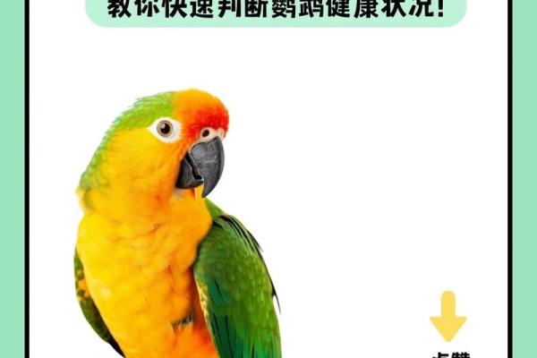 鸟拉屎在身上算命 鸟拉屎在身上算命