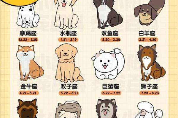 什么星座最适合泰迪狗