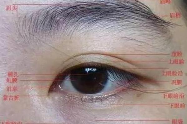 右眼睛下面长白毛算命