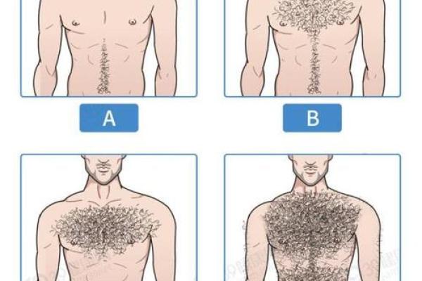 男人长胸毛从算命上看代表啥