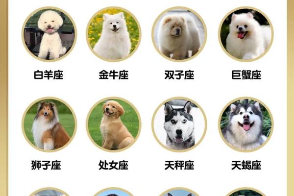 12星座适合养哪种宠物狗