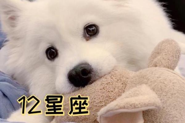 12星座适合养哪种宠物狗