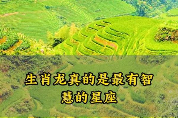 属龙是什么星座 属龙的星座是什么