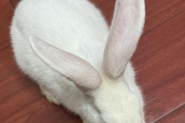 兔子八字腿