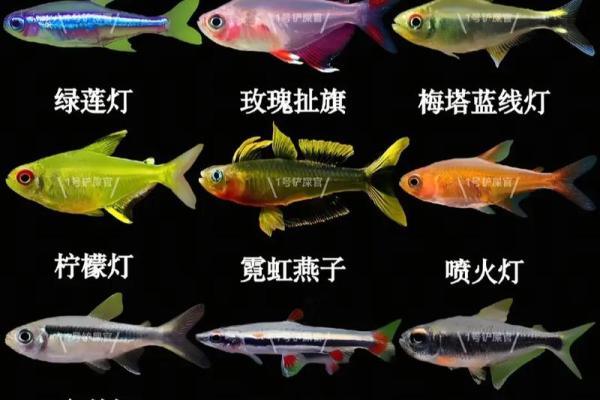 十二星座适合养什么颜色的鱼种