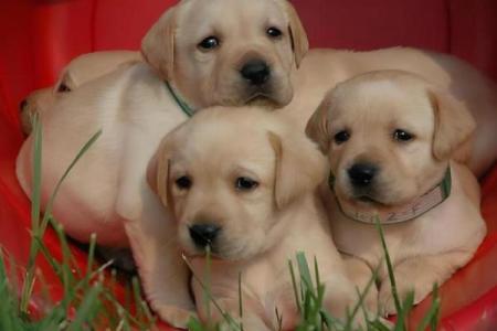 八字看适合动物 适合养宠物的八字