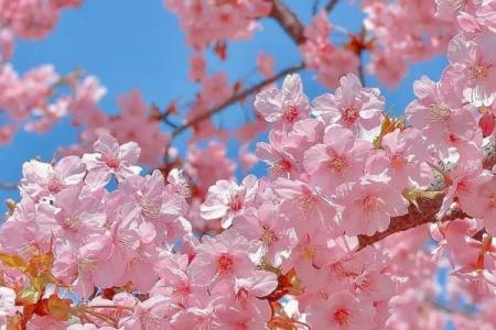 八字中有哪些的桃花魅力最大呢